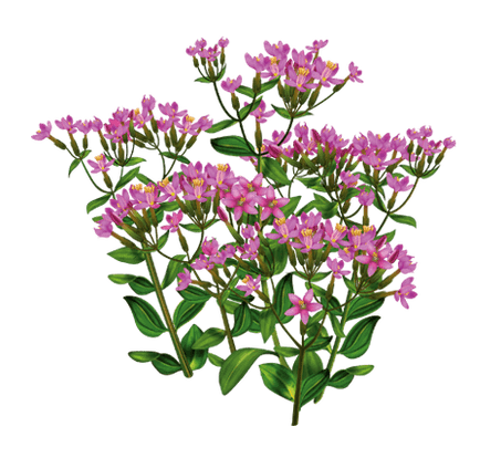 Centaury Alkotox jaisten da